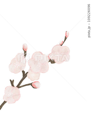 梅の花のイラスト 109226096