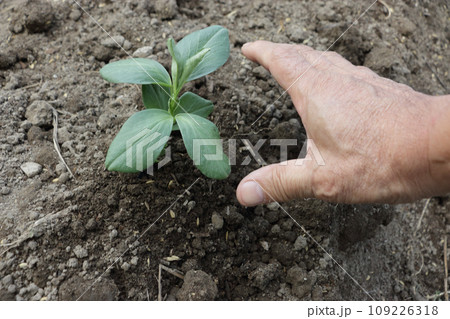 ソラ豆の苗植え付け ソラ豆の苗植え付け 109226318