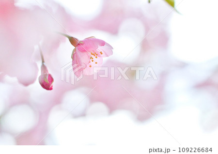 河津桜 河津桜 109226684
