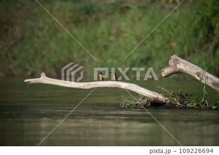 Common Kingfisher on Driftwood 109226694
