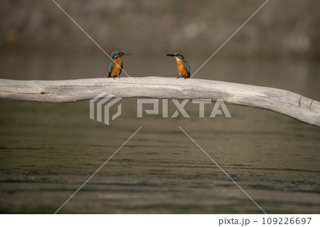 Common Kingfisher on Driftwood Common Kingfisher on Driftwood 109226697