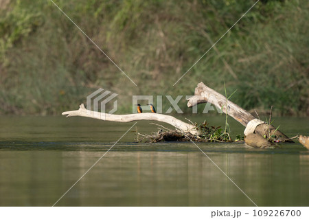 Common Kingfisher on Driftwood 109226700