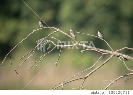Sand Martins Perched on Branch Sand Martins Perched on Branch 109226711