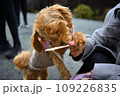 五平餅の串を舐める犬 109226835