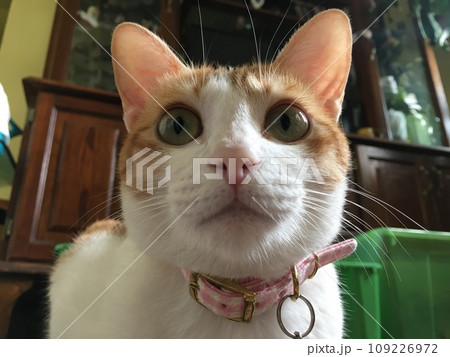 cat have a poke face  109226972