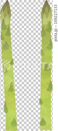Asparagus watercolor style illustration material 109227133