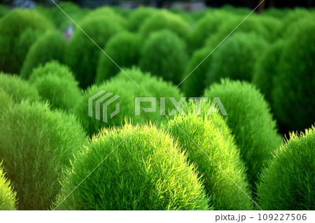 一面のコキア 109227506