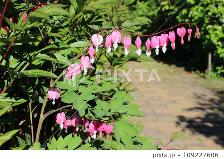 庭園の中でもひときわ目を引くタイツリソウの花 庭園の中でもひときわ目を引くタイツリソウの花 109227606