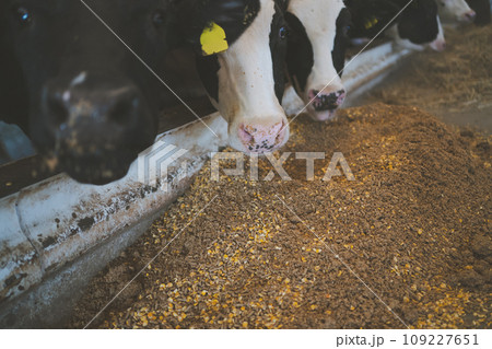 ranch ranch 109227651