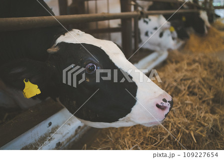 ranch 109227654