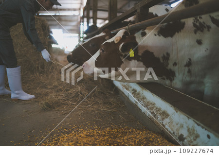 ranch ranch 109227674