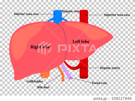 Names of parts of the liver 109227840
