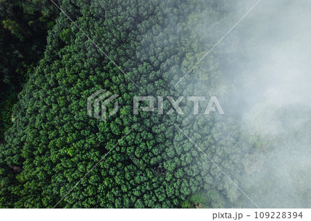 Fog and high angle trees in the morning 109228394