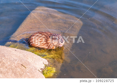 Portrait of a muskrat, ondatra zibethicus, rodent found in wetlands Portrait of a muskrat, ondatra zibethicus, rodent found in wetlands 109228725