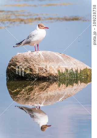 Black-headed gull, lat. Chroicocephalus ridibundus, sits on the river shore 109228738