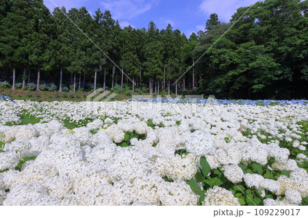 岩手県一関市舞川原沢　紫陽花の名所みちのくあじさい園　広大なあじさい畑の白いアジサイのアナベルなど 109229017