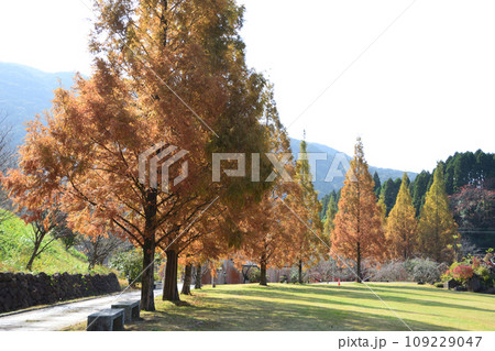 冠岳花川砂防公園の紅葉 冠岳花川砂防公園の紅葉 109229047