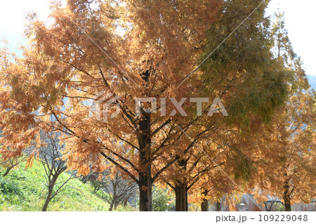 冠岳花川砂防公園の紅葉 冠岳花川砂防公園の紅葉 109229048