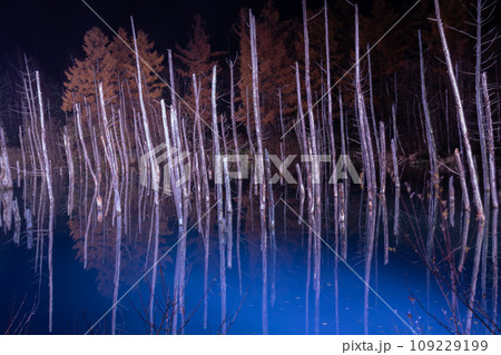 ライトアップされた夜の青い池　美瑛町 109229199