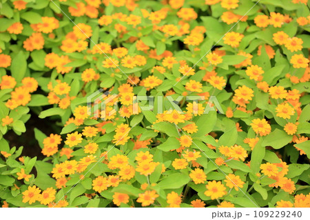 メランポジュウムの花 109229240