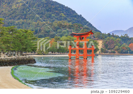 紅葉見頃な宮島紅葉谷公園と厳島神社 紅葉見頃な宮島紅葉谷公園と厳島神社 109229460