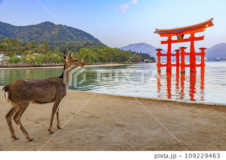 紅葉見頃な宮島紅葉谷公園と厳島神社 紅葉見頃な宮島紅葉谷公園と厳島神社 109229463