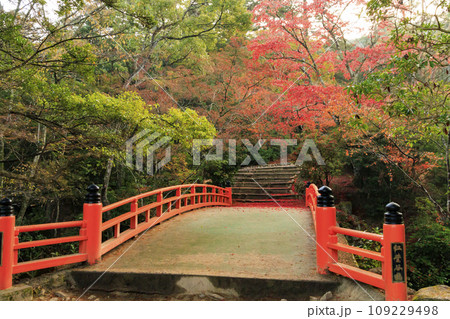 紅葉見頃な宮島紅葉谷公園と厳島神社 109229498