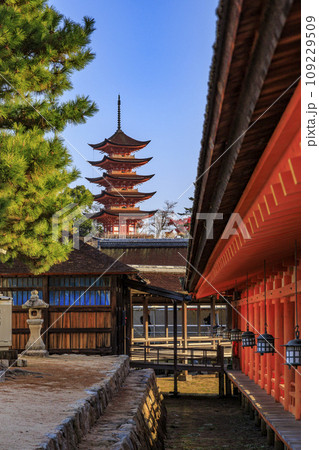紅葉見頃な宮島紅葉谷公園と厳島神社 109229509