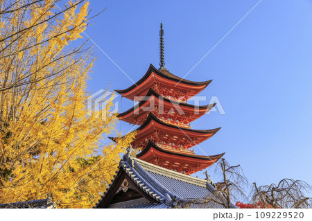 紅葉見頃な宮島紅葉谷公園と厳島神社 紅葉見頃な宮島紅葉谷公園と厳島神社 109229520