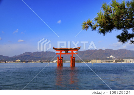 紅葉見頃な宮島紅葉谷公園と厳島神社 109229524
