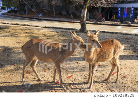 紅葉見頃な宮島紅葉谷公園と厳島神社 109229529