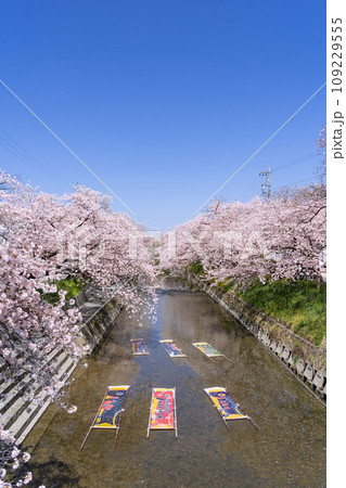 岩倉五条川　桜まつりと　のんぼり洗いの賑わい 109229555