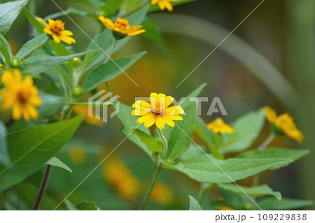 メランポジウムの花 メランポジウムの花 109229838