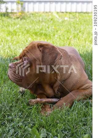A large dog lies on the green grass. French Mastiff resting on the grass. 109230195