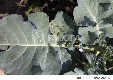 Young broccoli leaves with caterpillars sitting on them. Young broccoli in the garden. Young broccoli leaves with caterpillars sitting on them. Young broccoli in the garden. 109230215