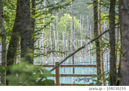 樹木の間から見える綺麗な青い池 樹木の間から見える綺麗な青い池 109230250