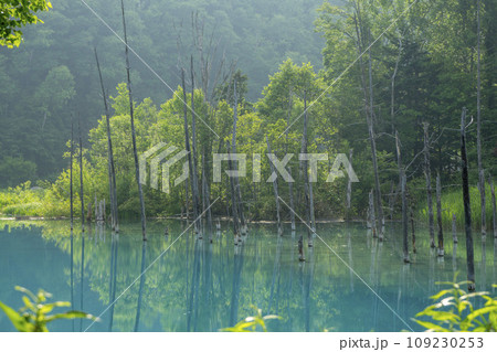 早朝の静かな時間の青い池 早朝の静かな時間の青い池 109230253