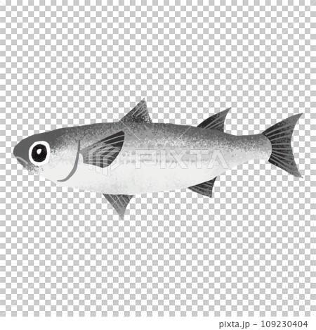Illustration material of mullet Illustration material of mullet 109230404