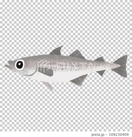 Illustration material of walleye Illustration material of walleye 109230409