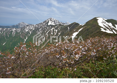 大水上山から見る残雪の兎岳と越後三山 大水上山から見る残雪の兎岳と越後三山 109230520