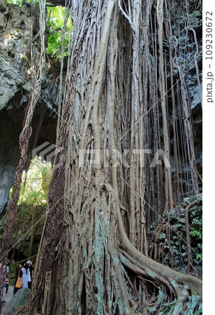 沖縄 ガジュマルの根 沖縄 ガジュマルの根 109230672