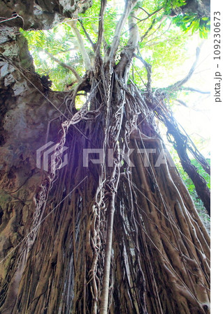 沖縄 ガジュマルの根 109230673