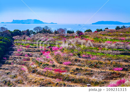 綾部山梅林と家島諸島 109231315