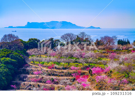 綾部山梅林と家島諸島 綾部山梅林と家島諸島 109231316