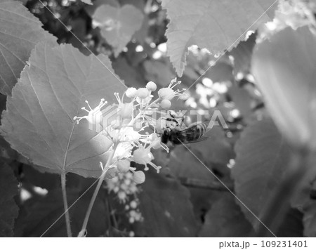 Winged bee slowly flies to the plant, collect nectar for honey Winged bee slowly flies to the plant, collect nectar for honey 109231401