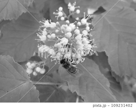 Winged bee slowly flies to the plant, collect nectar for honey Winged bee slowly flies to the plant, collect nectar for honey 109231402