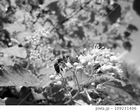 Winged bee slowly flies to the plant, collect nectar for honey Winged bee slowly flies to the plant, collect nectar for honey 109231406
