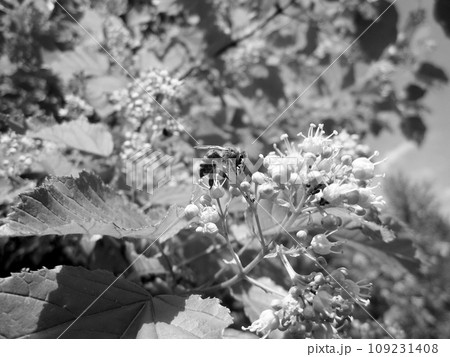 Winged bee slowly flies to the plant, collect nectar for honey Winged bee slowly flies to the plant, collect nectar for honey 109231408