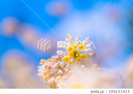 ミツマタの花 109231423