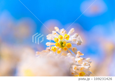 ミツマタの花 ミツマタの花 109231426